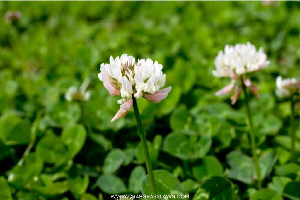 White Clover