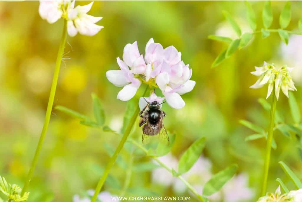 benefits of a clover lawn