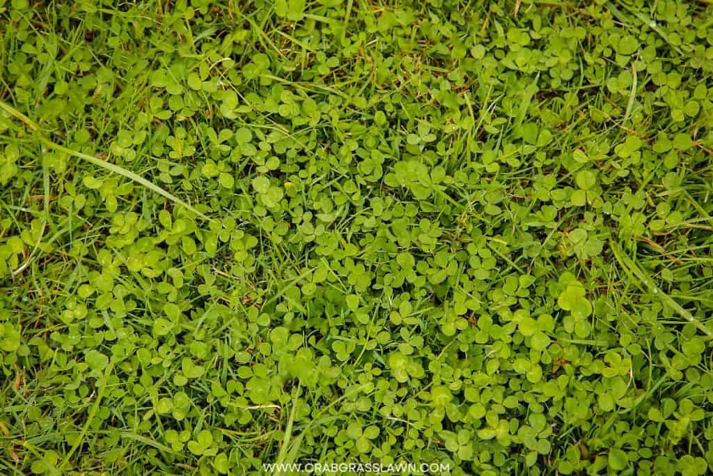 clover in lawn