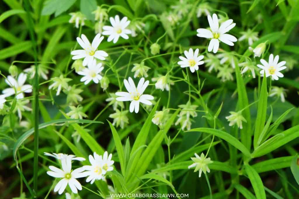 Common Chickweed