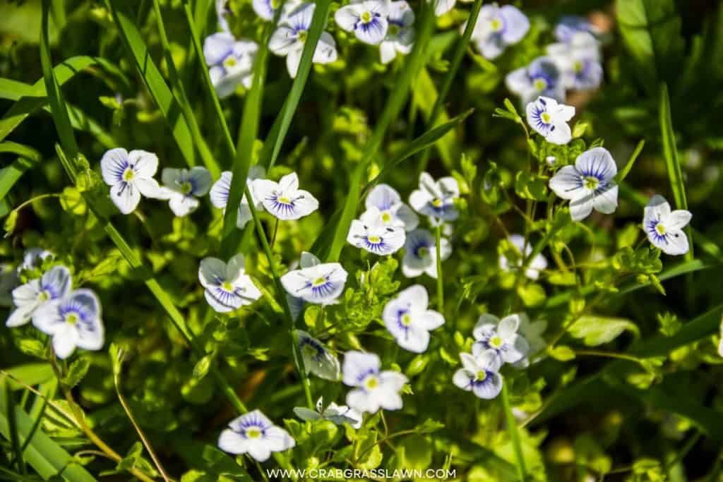 Creeping Speedwell