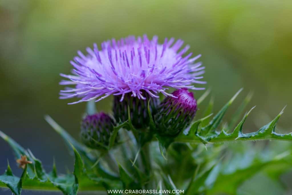 Creeping Thistle 