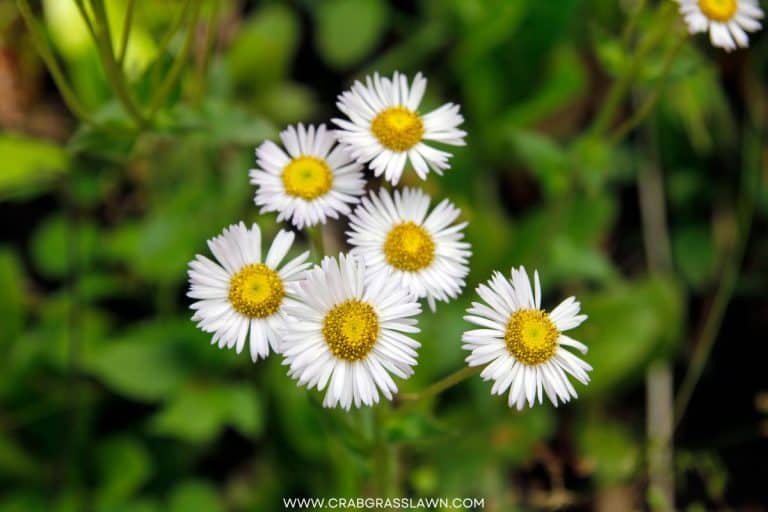 15 Weeds with White Flowers: Common Lawn Weed Guide (2024) | CrabgrassLawn