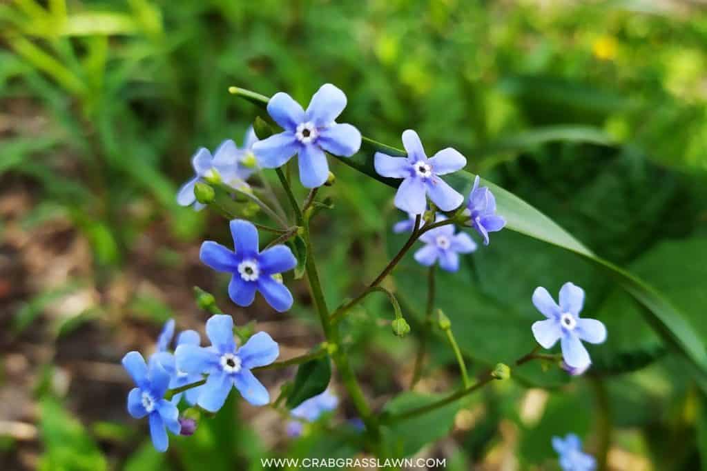 Forget-Me-Nots