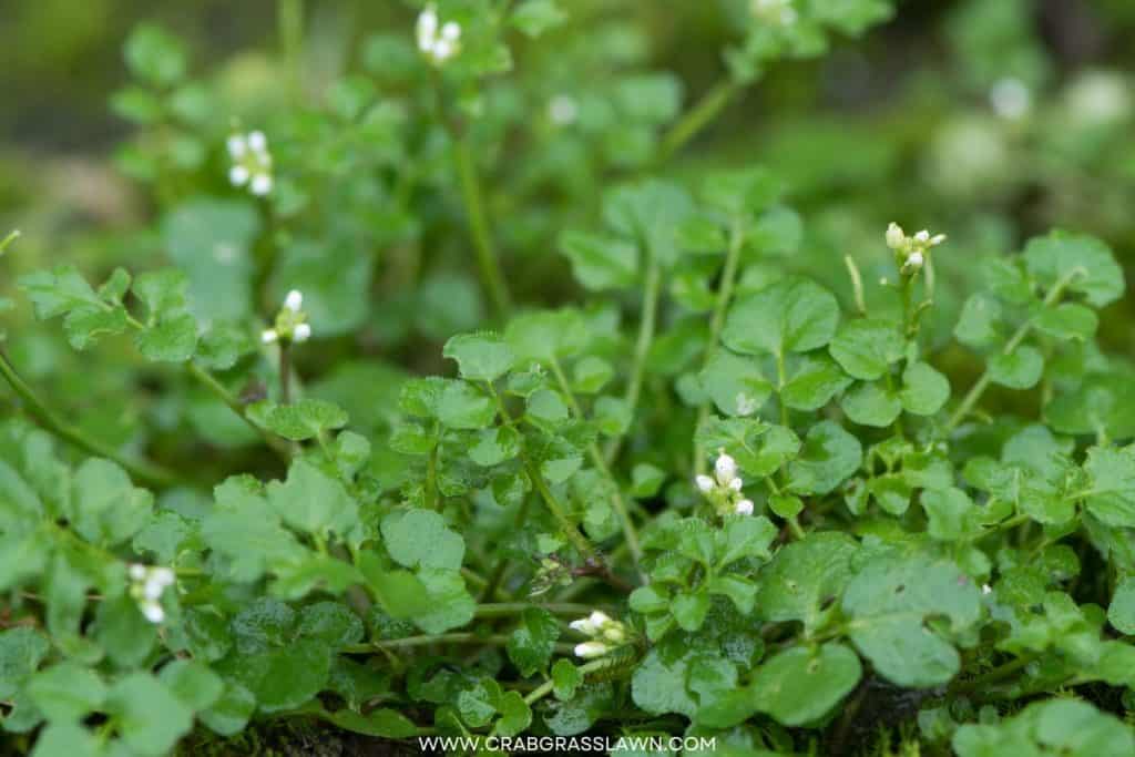 Hairy Bittercress