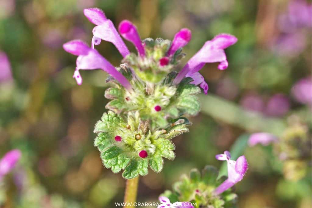 Henbit 