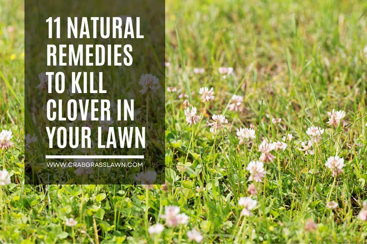 how to kill clover in lawn