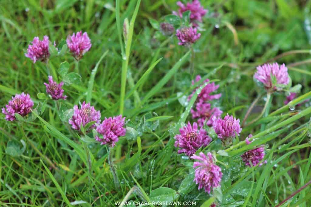 manually getting rid of clover in your lawn