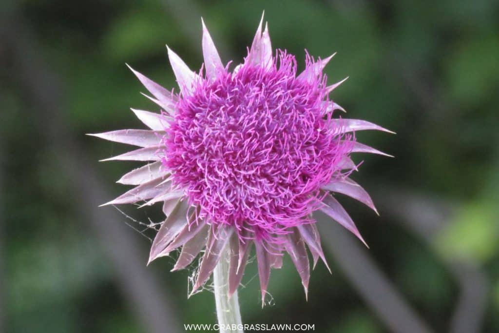 Musk Thistle