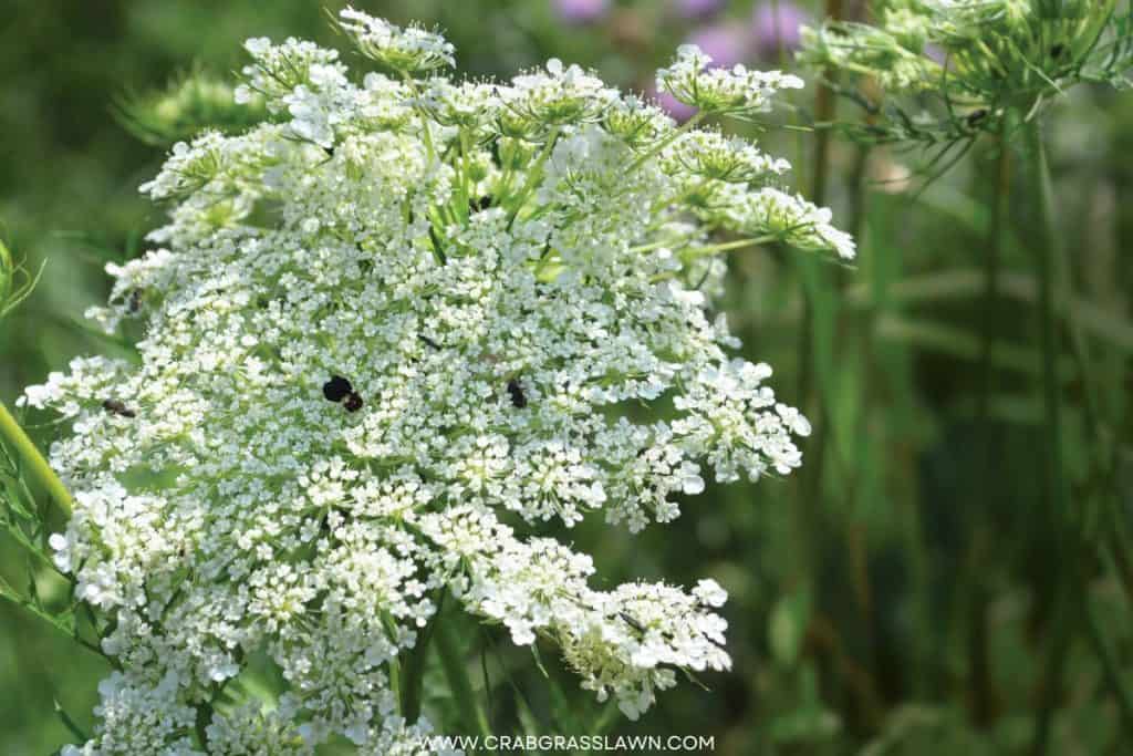 Queen Anne's Lace