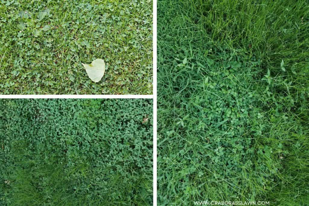 remedies to kill clover in your lawn