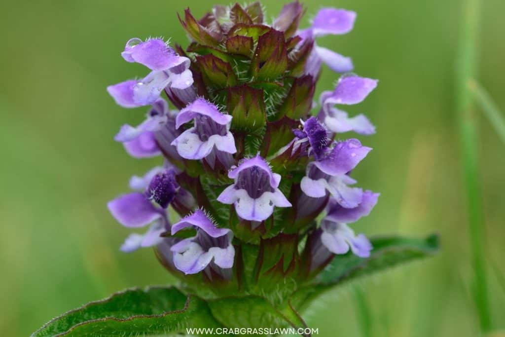 Selfheal