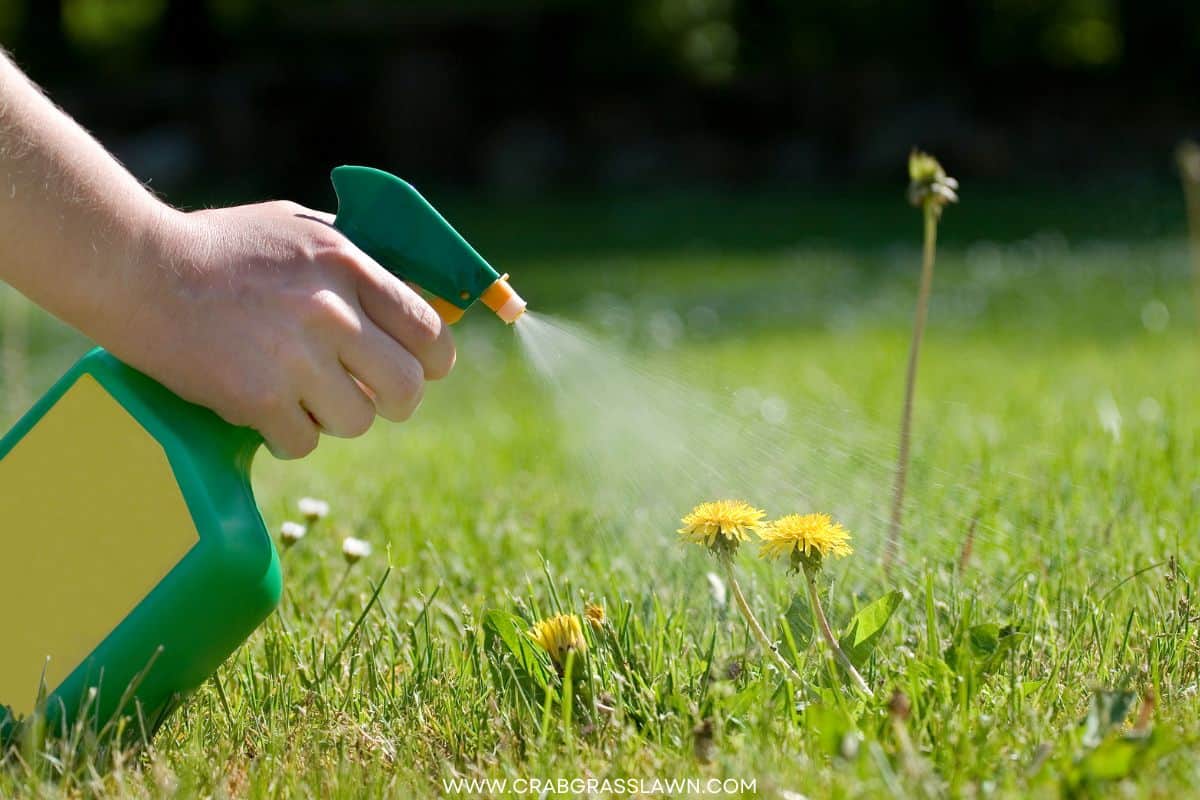 5 Best Dandelion Killers That Won't Kill Grass [ACTUALLY WORKS