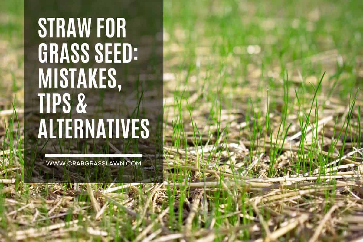 straw for grass seed