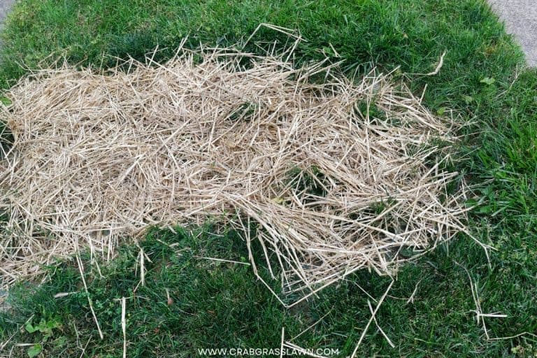 Straw for Grass Seed Mistakes, Tips & Alternatives [THAT ACTUALLY WORK