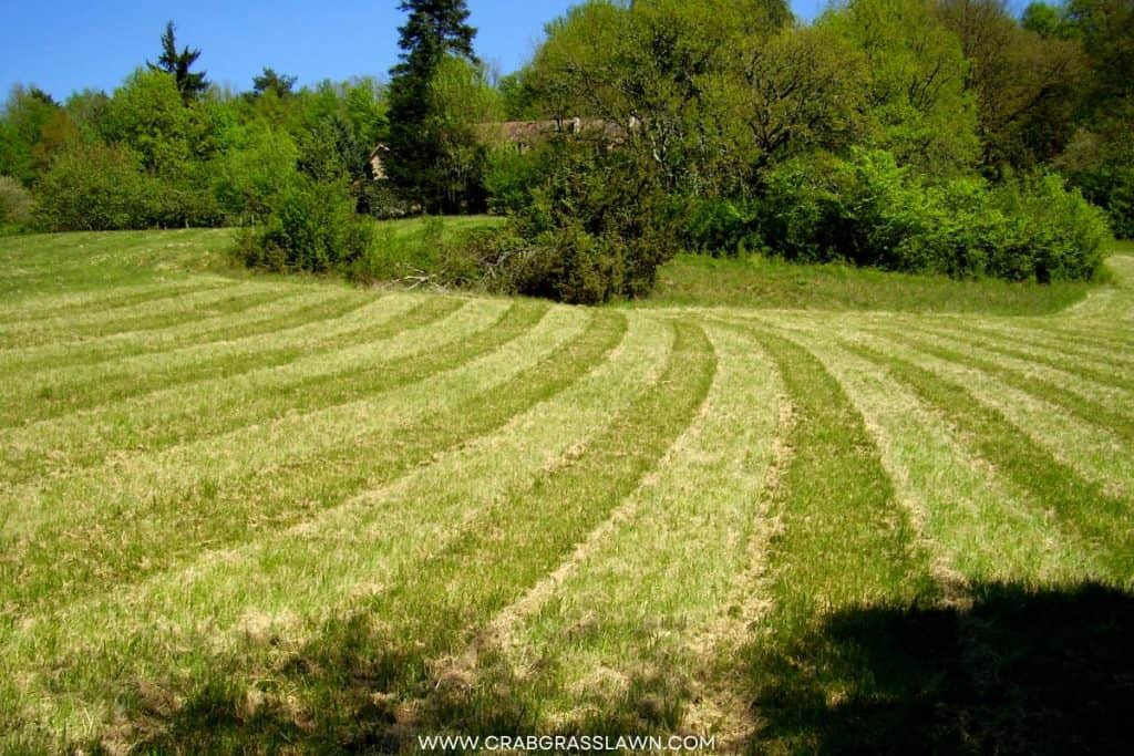 Striped Lawn