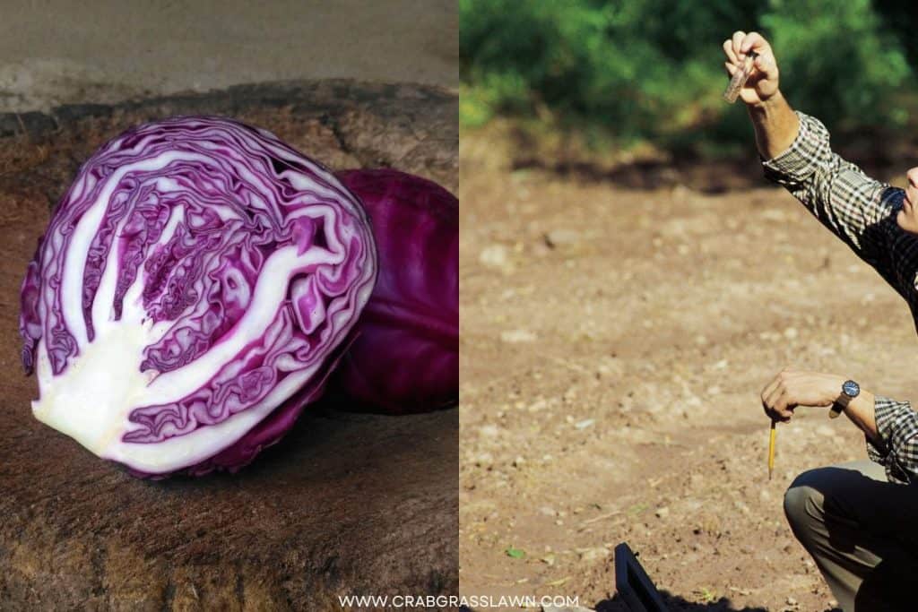 testing soil PH with red cabbage