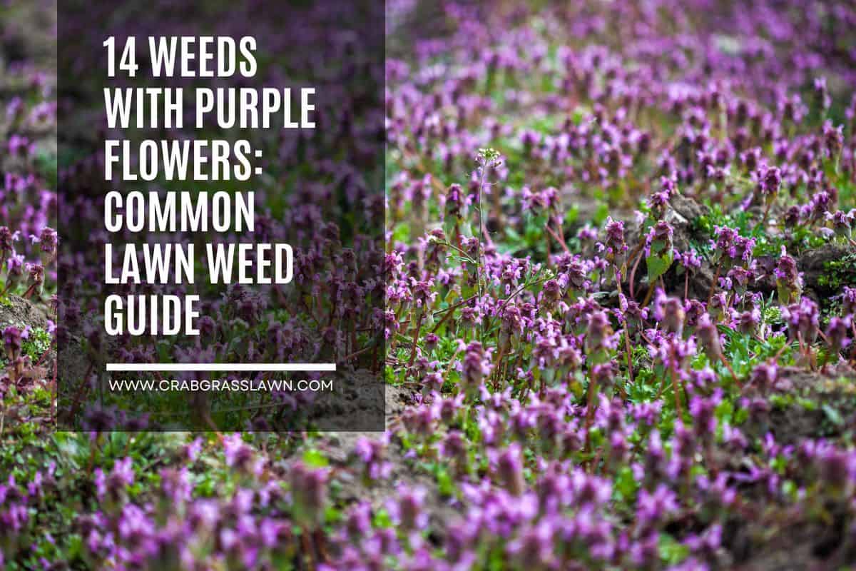 weeds with purple flower