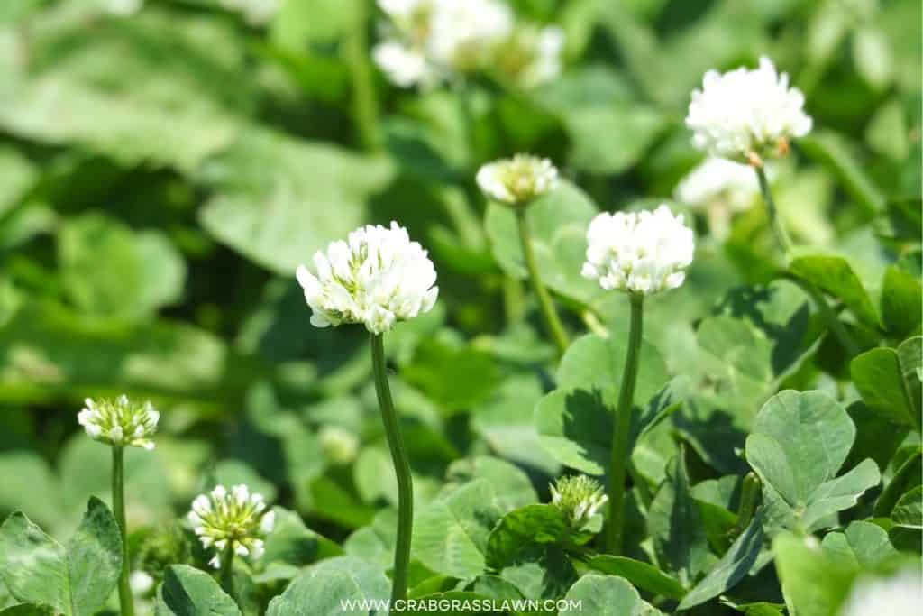 White Clover