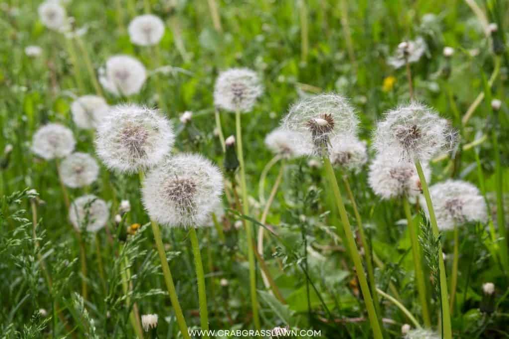 Dandelions