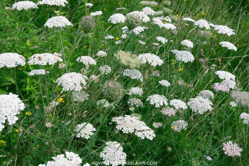 Wild Carrot