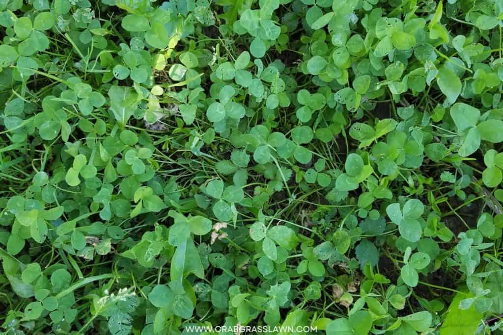 will clover take over grass