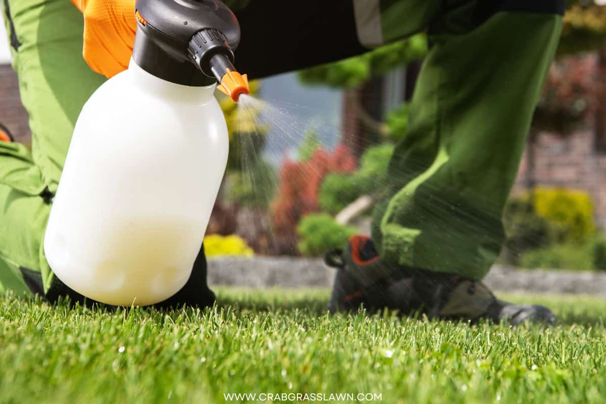 The Top 7 Best Weed Killers for Bermuda Grass CrabgrassLawn