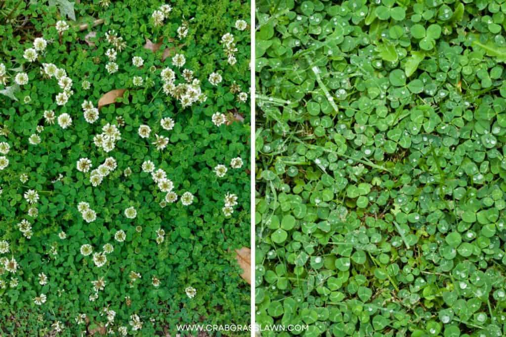 dutch white clover vs microclover