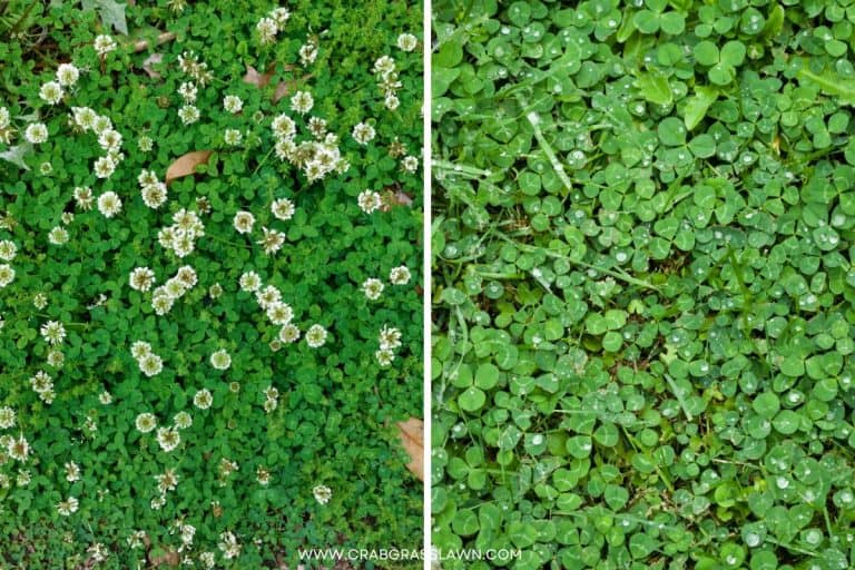 8 Reasons to Avoid a Clover Lawn (And 3 Better Alternatives