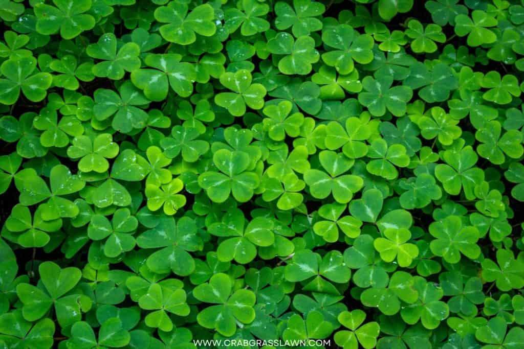 bumpy and uneven clover lawn