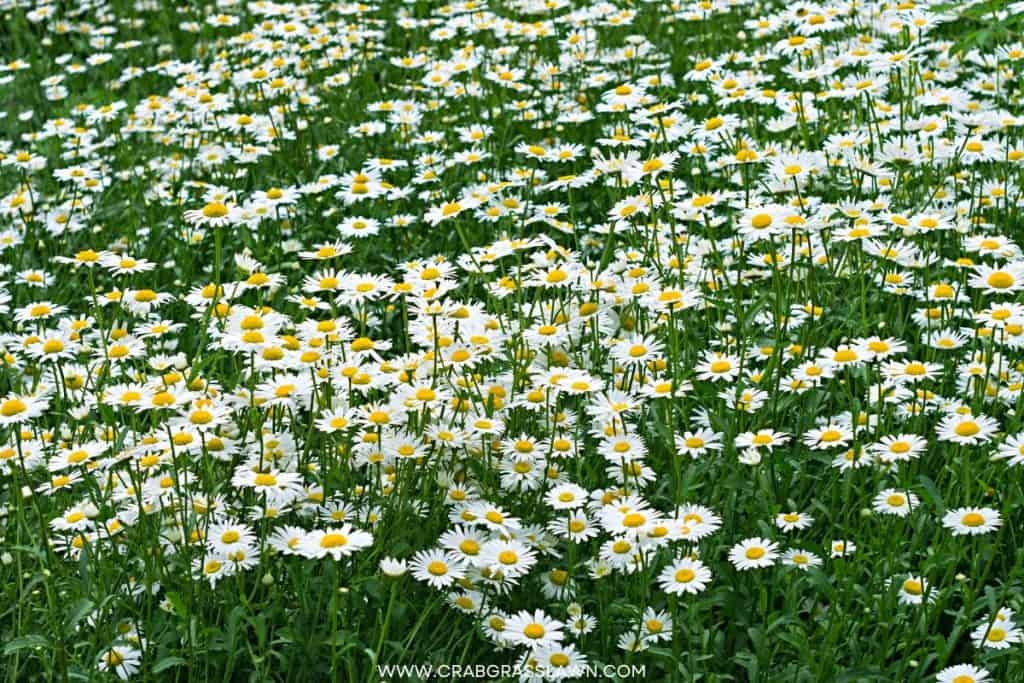 chamomile lawn