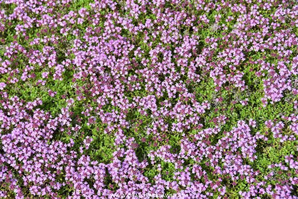 Creeping Thyme Lawn