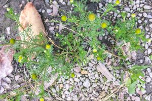 15 Best Broadleaf Weed Killers And Herbicides - Buying Guide ...