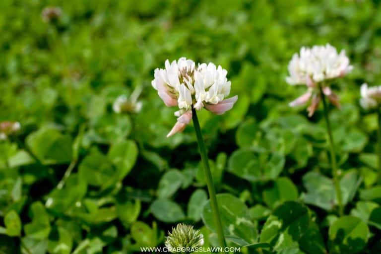 15 Best Broadleaf Weed Killers And Herbicides Buying Guide