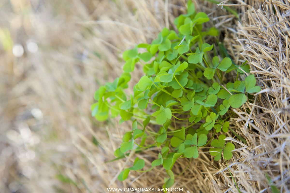 Dutch White Clover Lawn How and Why to Grow One CrabgrassLawn