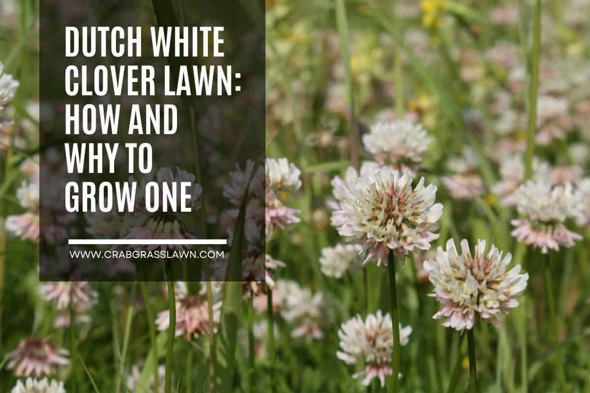 Dutch White Clover Lawn How and Why to Grow One