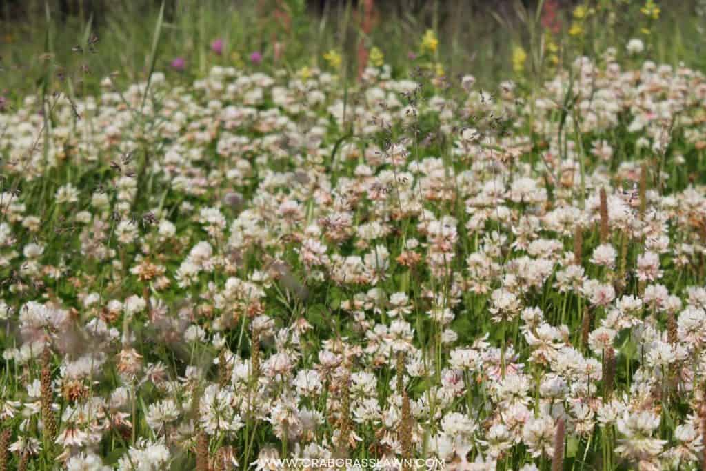 Dutch white clover field