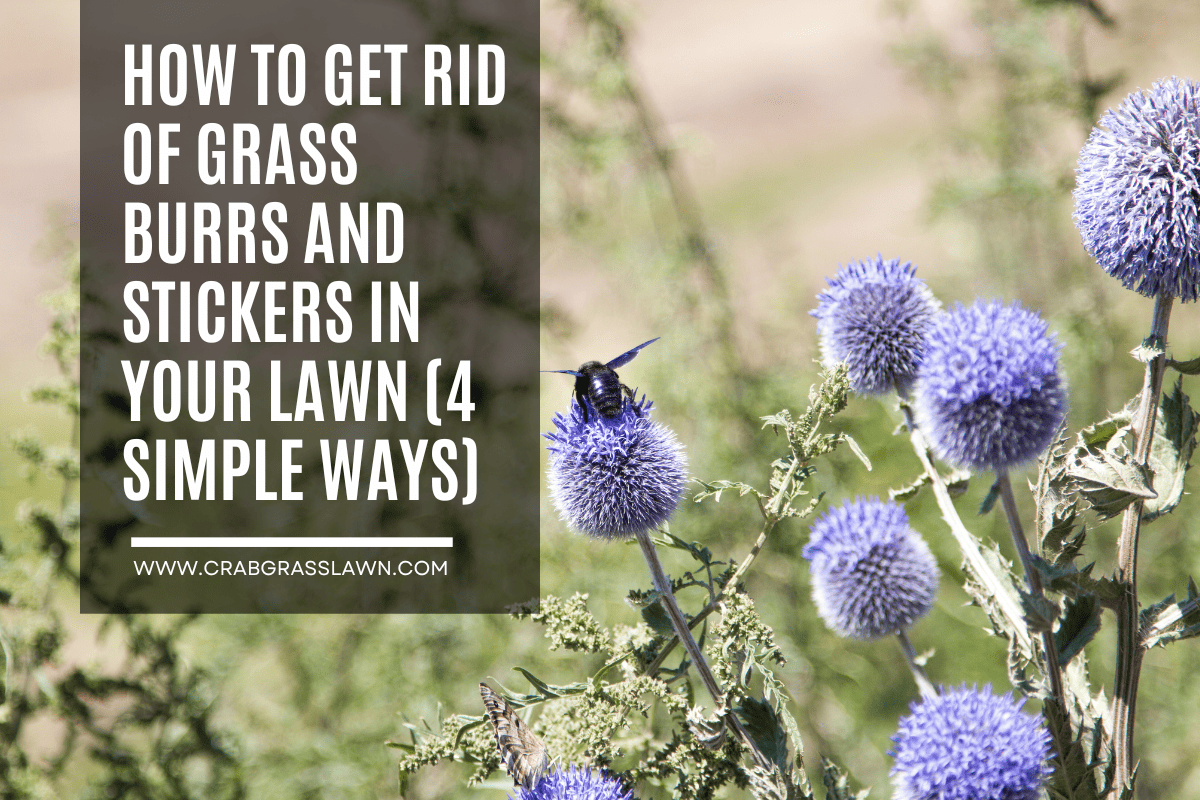 How to Get Rid of Grass Burrs and Stickers in Your Lawn (4 SIMPLE WAYS)