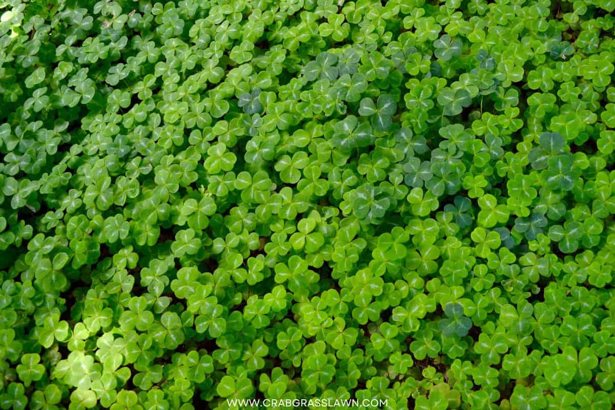 Why You Should Consider a Micro Clover Lawn (The Mini Clover Trend