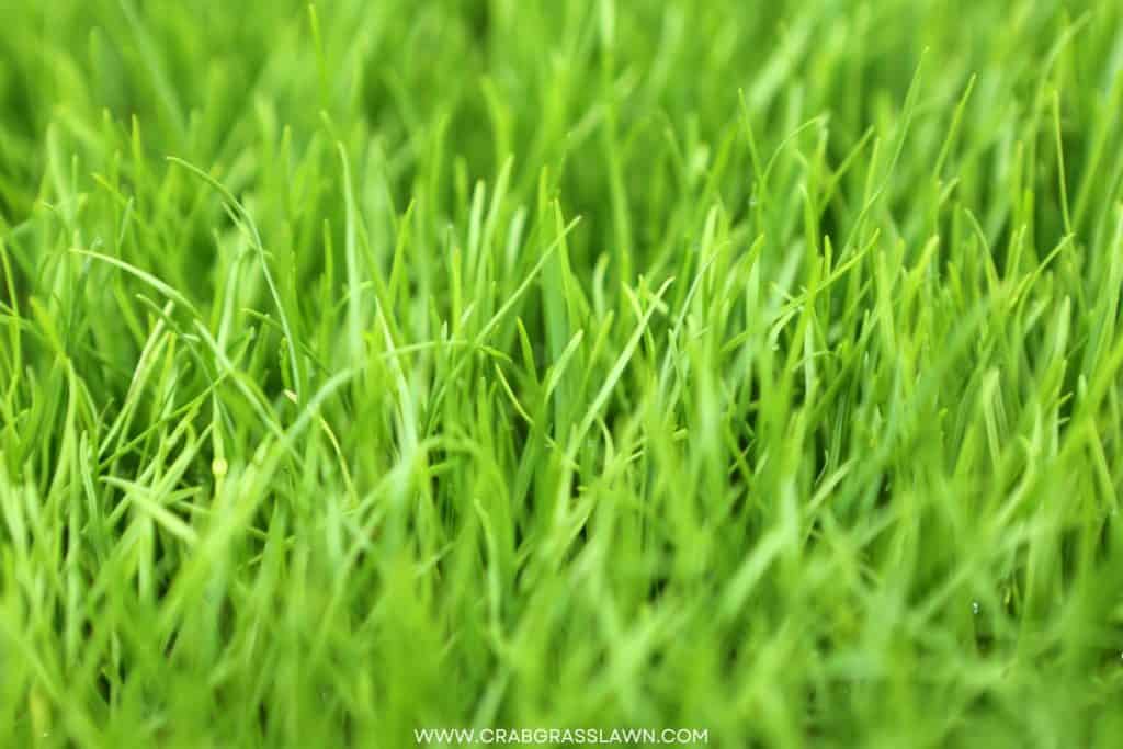 Perennial Ryegrass