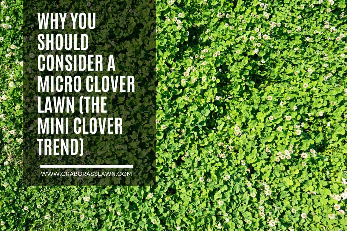 Why You Should Consider a Micro Clover Lawn (The Mini Clover Trend)