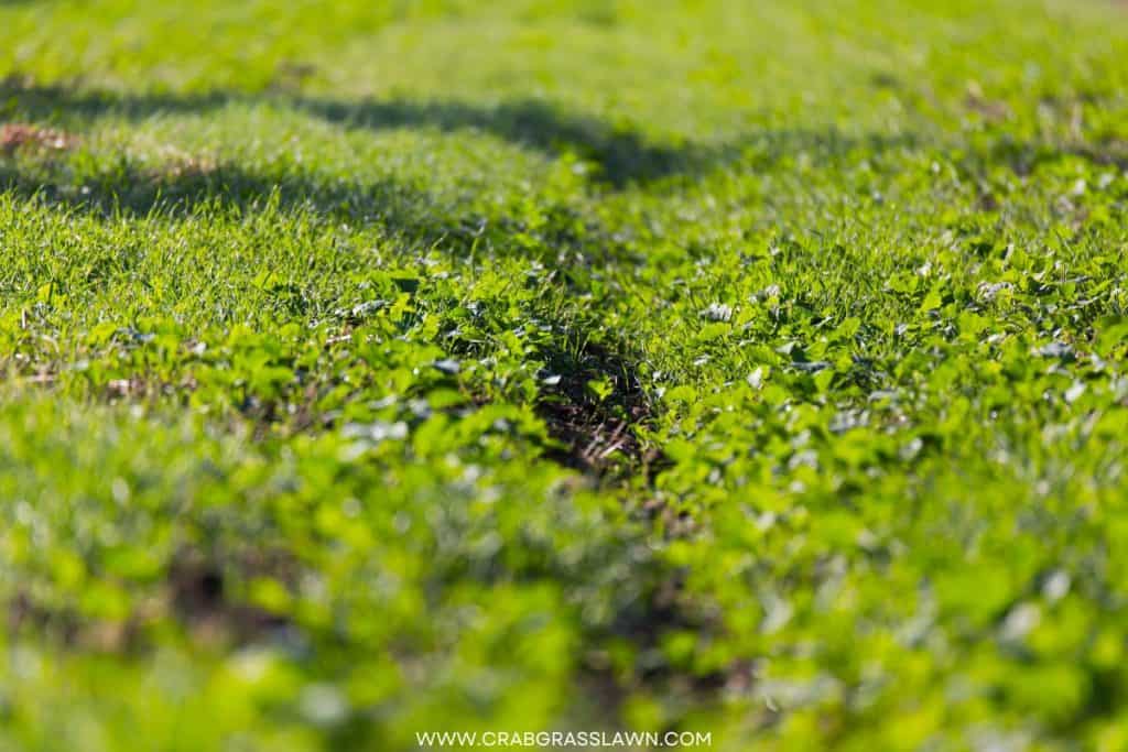 clover blended grass