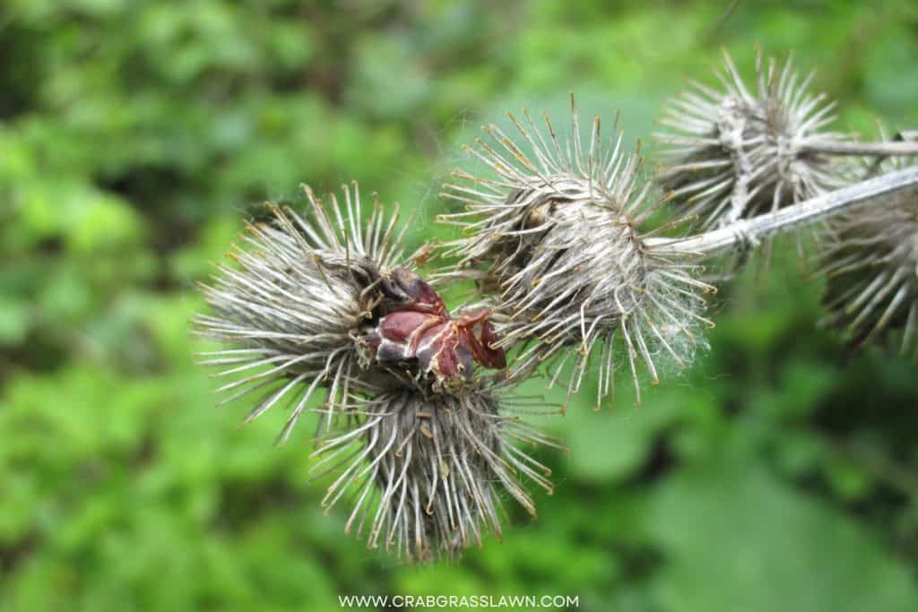 Sand burrs