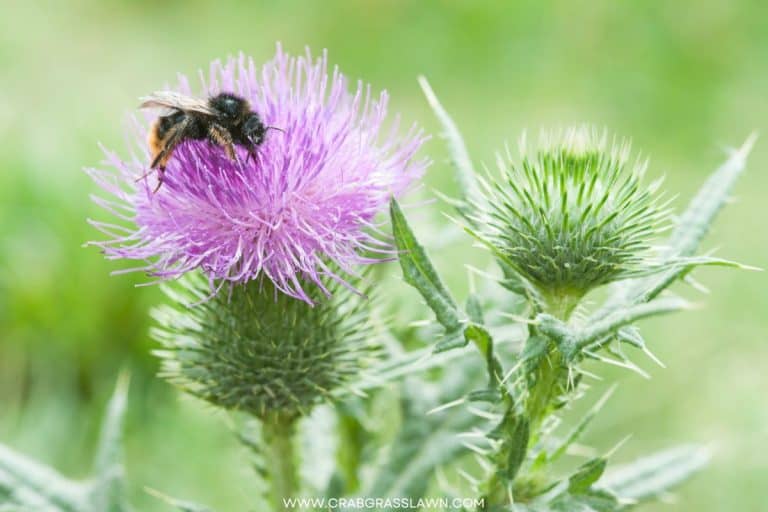How to Get Rid of Grass Burrs and Stickers in Your Yard CrabgrassLawn