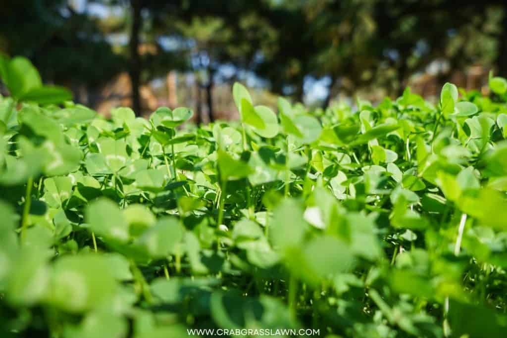 green clover grass