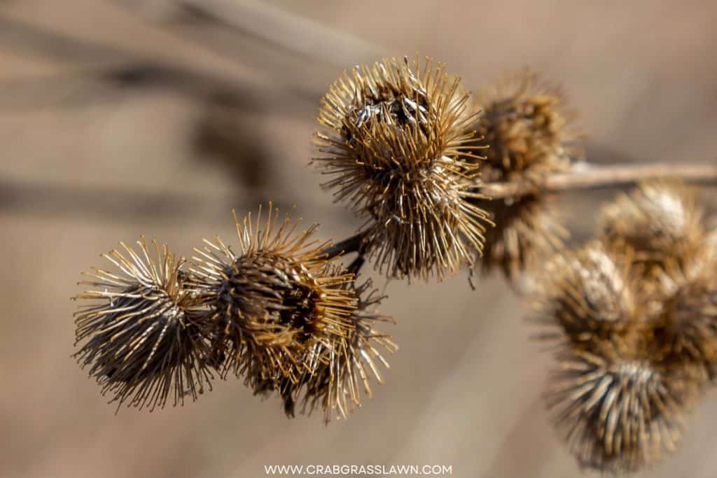 how to get rid of grass burrs