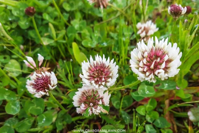 Dutch White Clover Lawn How and Why to Grow One CrabgrassLawn