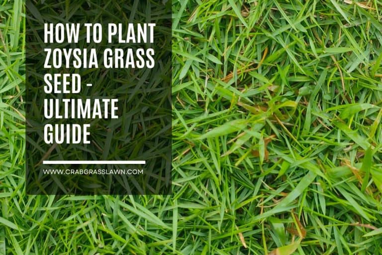 how to plant zoysia grass seed