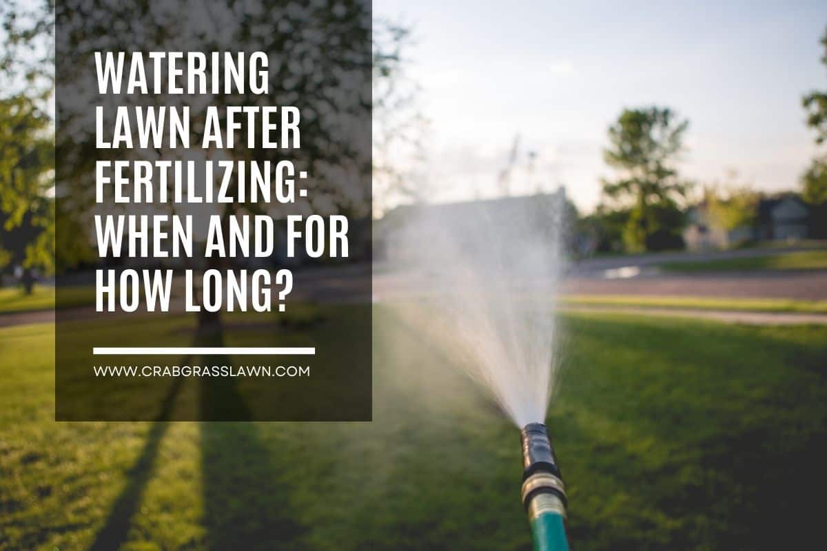 watering lawn after fertilizing