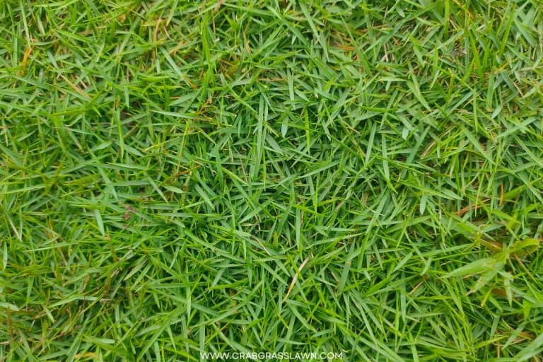 How To Plant Zoysia Grass Seed Ultimate Guide CrabgrassLawn